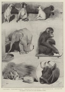 オリンピアのバーナムとベイリー動物園の一部のメンバー